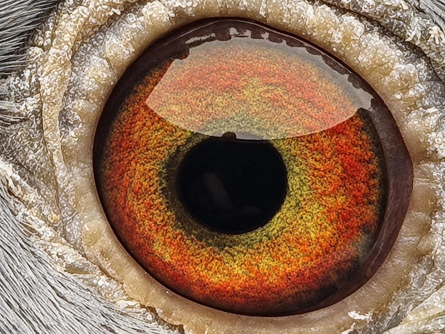 Pigeon eye